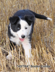 Black and white Male border collie puppy